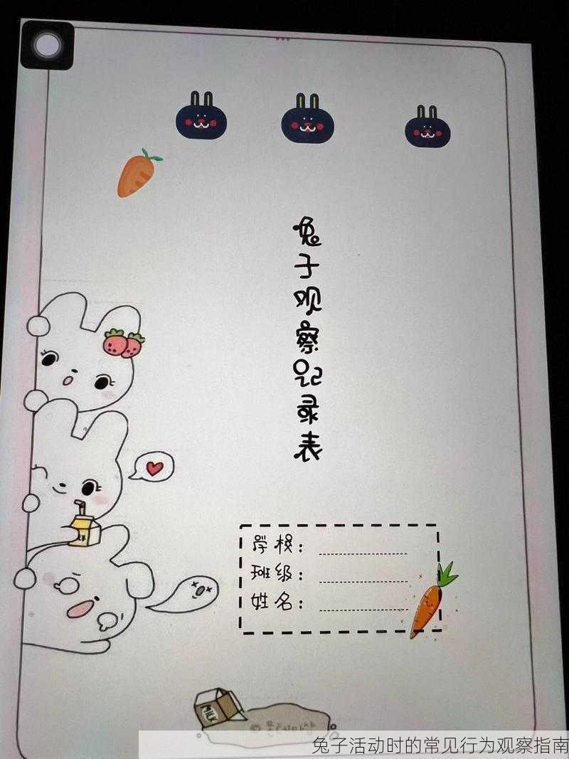 兔子活动时的常见行为观察指南